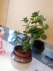 -ROYEA茹彦祛痘·问题肌肤修护中心