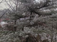-东北亚滑雪场
