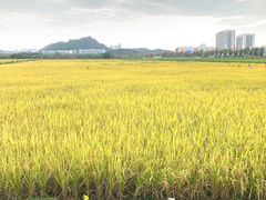 -光明小镇欢乐田园