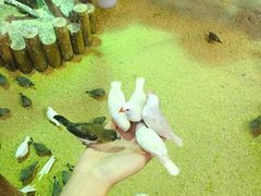-萌宠奇缘