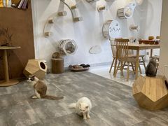 -楼上猫咖(罗湖店)