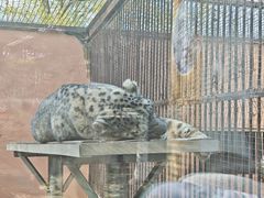 -青藏高原野生动物园