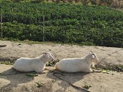 -小鱼草莓采摘园农家乐·小鱼餐厅