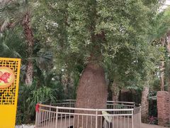 -石家庄市植物园