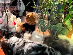 -咖法森林·咖啡  酒吧(天河店)