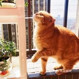 4年前家人在宠物店看到它，说是原来的家庭不能再养猫