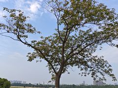 -汉长安城未央宫国家考古遗址公园