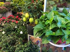 -双季花艺园艺市场(浦东店)