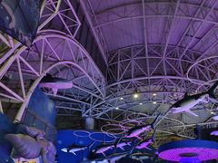 -烟台海昌鲸鲨海洋公园