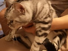 -喜多萌中农锦绣动物医院24H·猫科·牙科MRI·CT