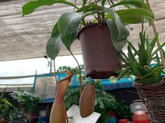 -秦美花卉(天朗·莱茵小城2期店)