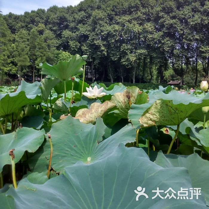 武漢植物園