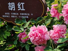 -洛阳市牡丹公园