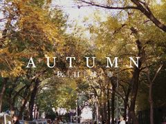 -三里屯东五街银杏大道