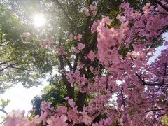 -顾村公园3号门停车场