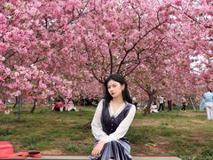 -天适樱花悠乐园