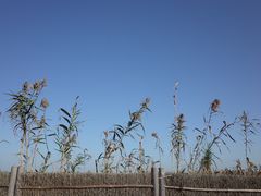 -同里国家湿地公园