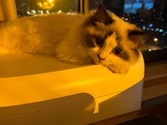 -猫大福·Fortune Cat猫舍(百子湾店)