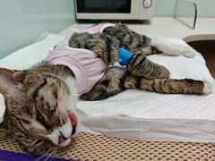 -纳吉亚猫专科动物医院博雅分院