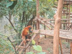-昆明动物园