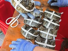 -阳澄湖大闸蟹·琼灵阁牌品牌连锁(吴中总店)