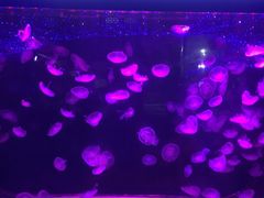 -石家庄极地海洋世界