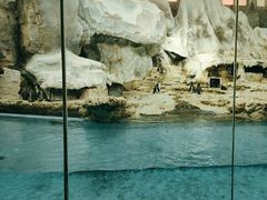 -帝企鹅自助餐厅•儿童岛•真企鹅(长隆企鹅酒店)