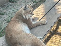 -青藏高原野生动物园
