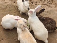 -石家庄市动物园