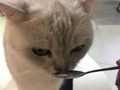 -Heymao猫咖.咖啡厅(东门店)
