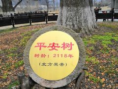 -千年银杏谷文化旅游区