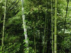 -宁波五龙潭景区