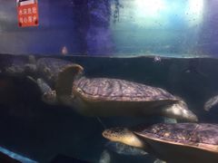 -烟台海昌鲸鲨海洋公园