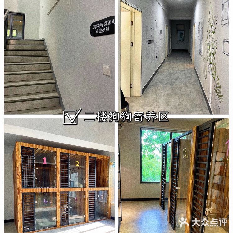 郑州探店|郑州最大宠物游泳池|宠浪hotel|