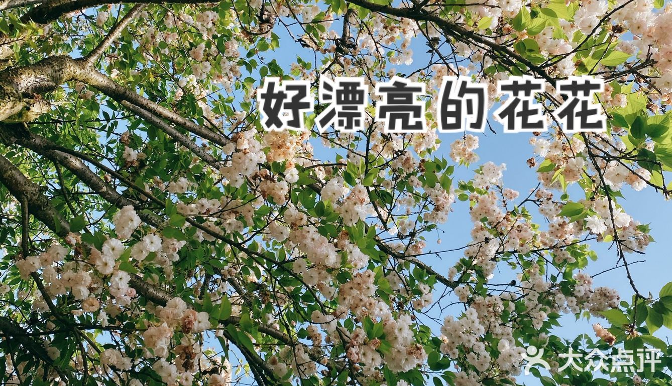 🌸“我不喜欢花，我只喜欢你抱着花朝我走过来的样子”