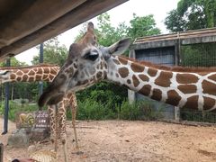 -清迈夜间动物园