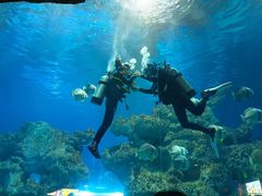 -芜湖新华联大白鲸海洋公园