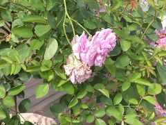 -章太炎故居