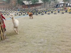 -黄龙溪欢乐田园