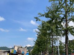 -上海共青森林公园