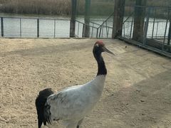 -盐城丹顶鹤湿地生态旅游区