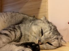 -猫咪派对(江南西店)