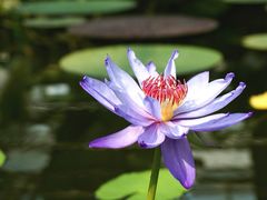 -国家植物园南园