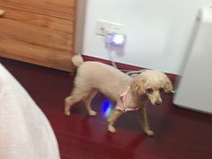 -PETKIT小佩宠物(昭化店)