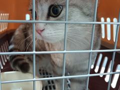 -瑞派动物医院·绝育·犬猫全科·预防医学(光景江南中店)