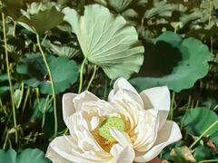 -莲花池公园