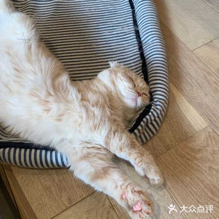 CAT’S MEWSTAR CAFE·喵星球猫屋(晴湾咖啡店)图片