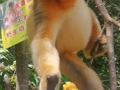 -朝阳沟
