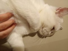 -猫腻·猫咖·撸猫馆(星光大道店)