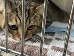 -嘉馨宠物医院·CT影像转诊·心脏科·犬猫全科诊疗中心(下沙大学城院区)